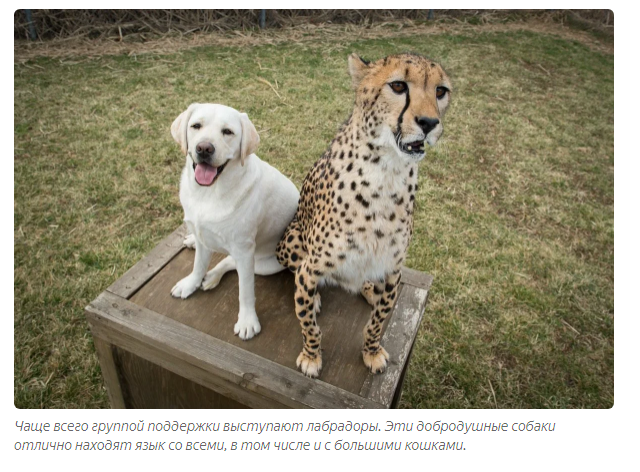 Why do they place dogs with cheetahs? - Cheetah, Dog, Animal book, Yandex Zen, Longpost, Video, Cat family, Small cats, Animals