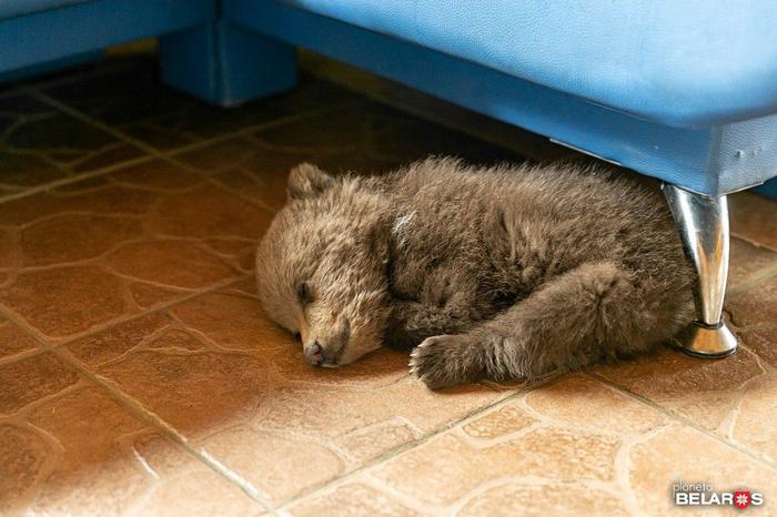 The portion of cuteness has arrived. This is the little bear Vasilisa. she came to a village in the Borisov region because she was hungry - My, Republic of Belarus, The Bears, Wild animals, Milota, Longpost