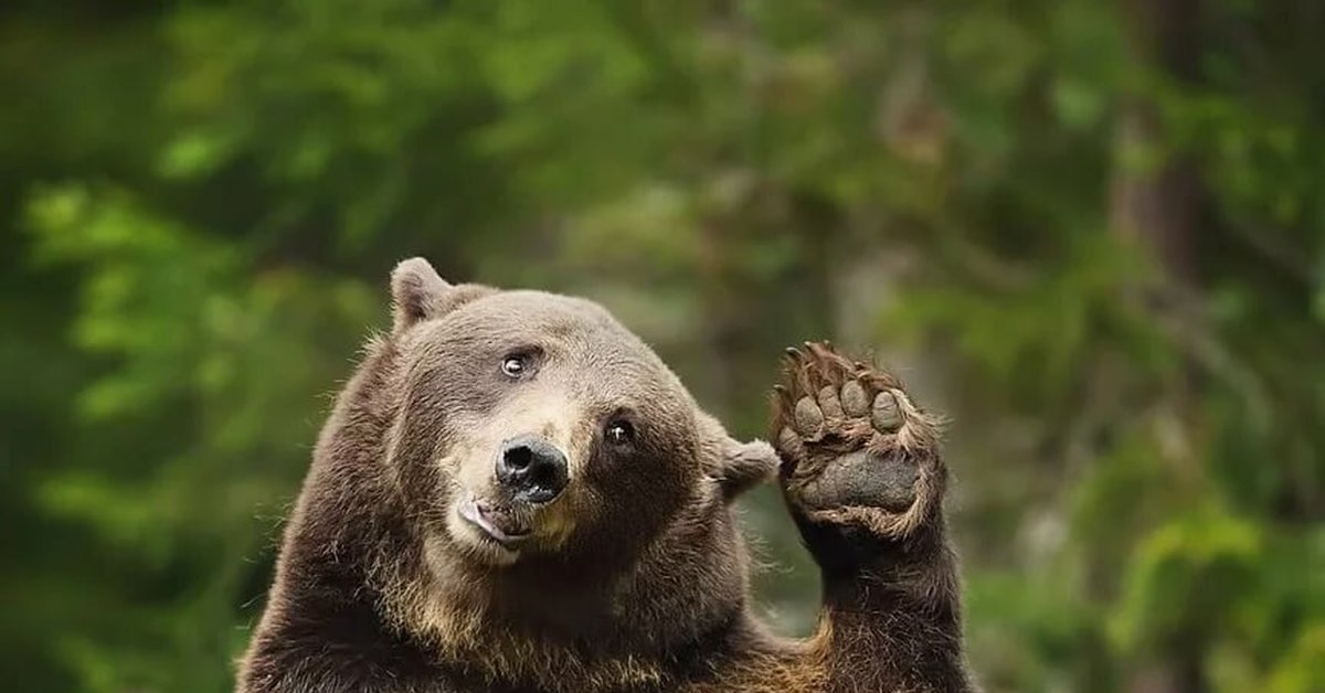 Слезай пока. Медведь приветствует. Медведь машет лапой. Привет медведь. Лапы медведя.
