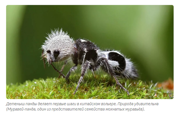 Furry Ants: White, fluffy and very dangerous! Why is this insect called the cow killer? - Animal book, Yandex Zen, Longpost, Wasp, Insects, Animals