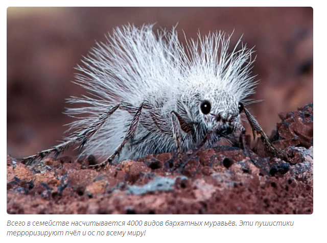 Furry Ants: White, fluffy and very dangerous! Why is this insect called the cow killer? - Animal book, Yandex Zen, Longpost, Wasp, Insects, Animals