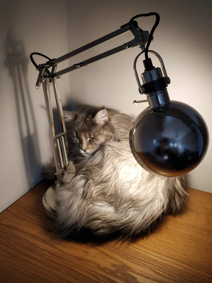 Still, cats prefer regular lamps to LED lamps for their warmth. - cat, Лампа, From the network, Dream