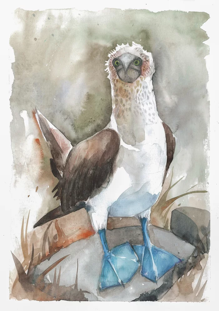 Gannet - My, Booby, Watercolor, Stubbornness, Drawing