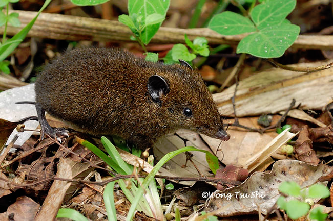 Not everything that looks like a hedgehog is a hedgehog! - My, Hedgehog, Porcupine, Echidna, Tenrek, Diversity, Nature, Animals, Informative, Longpost