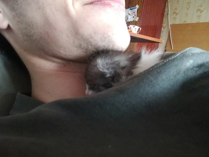 Kitten named Geralt - My, cat, Kittens, Longpost