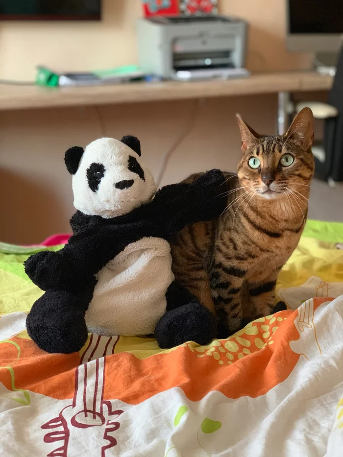 Panda and Astra - My, Bengal cat, Love, friendship, cat