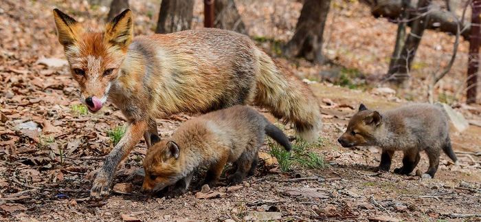 Foxes of Russky Island - Vladivostok, Russian island, Дальний Восток, Nature, Fox, Russia, Dv land, Longpost, Animals