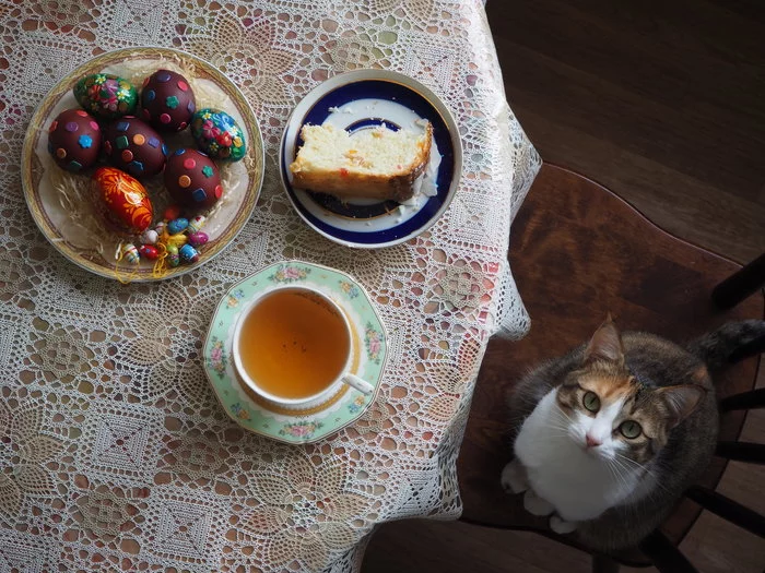 That's for me? - My, cat, Easter, The photo, Still life