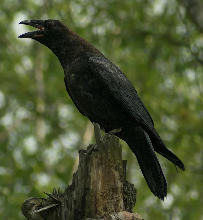 Crow - My, Birds, Crow, Ornithology, Hobby, Photo hunting, Moscow region, Story, Video, Longpost