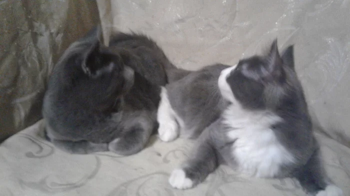 Our cat family - Longpost, Cat family, The photo, cat, Kittens, My