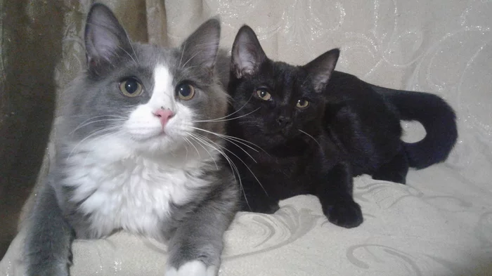 Our cat family - Longpost, Cat family, The photo, cat, Kittens, My