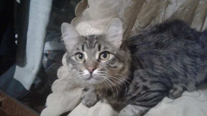 Our cat family - Longpost, Cat family, The photo, cat, Kittens, My