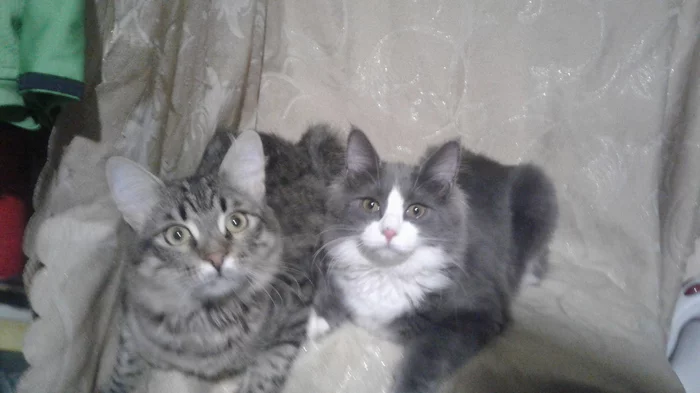 Our cat family - Longpost, Cat family, The photo, cat, Kittens, My
