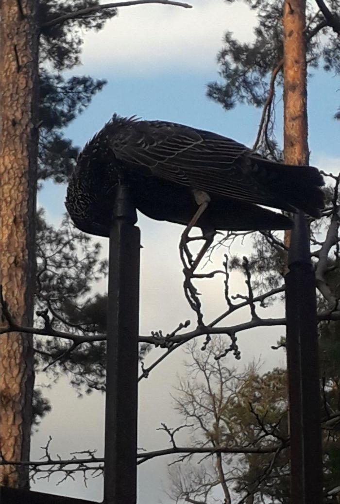 ������ � �����������