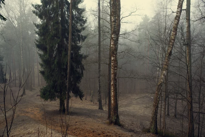 Foggy morning in the forest - Photographer, Forest, Fog, beauty of nature, Nature, The photo, My, Travel across Russia, Landscape