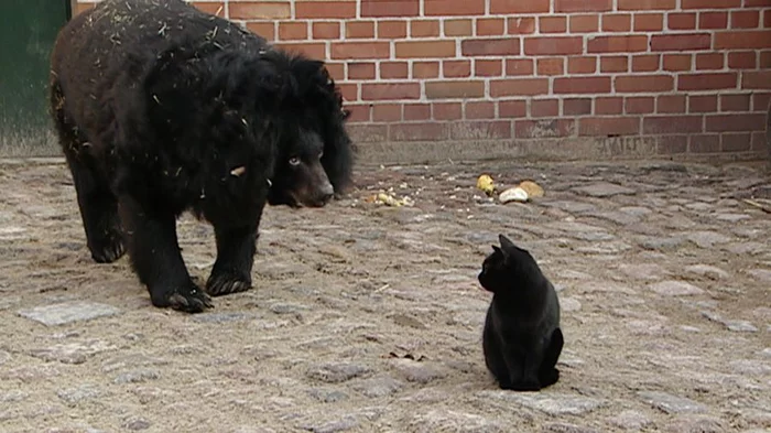 Friendship between Pussy and Mouse - The Bears, cat, friendship, Meeting, Zoo, Soul mates