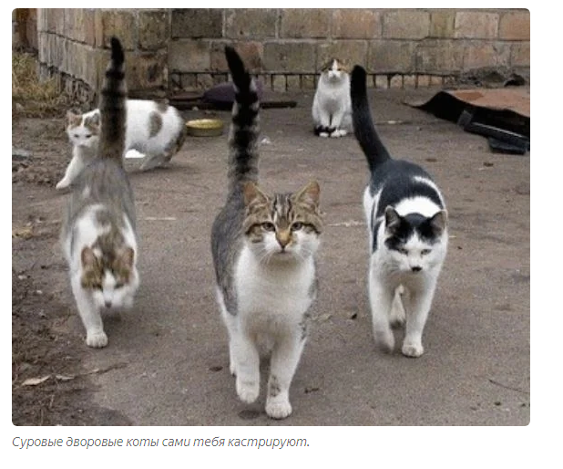 Как уличные коты реагируют на кастрированных питомцев? | Пикабу