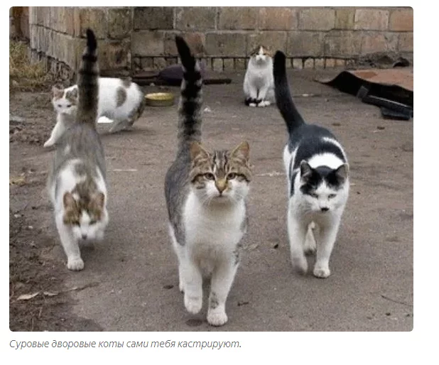 How do street cats react to neutered pets? - cat, Animal book, Yandex Zen, Longpost, Animals, Castration