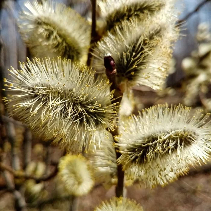 A little spring and nature! - My, Bees, Spring, Morels, Longpost