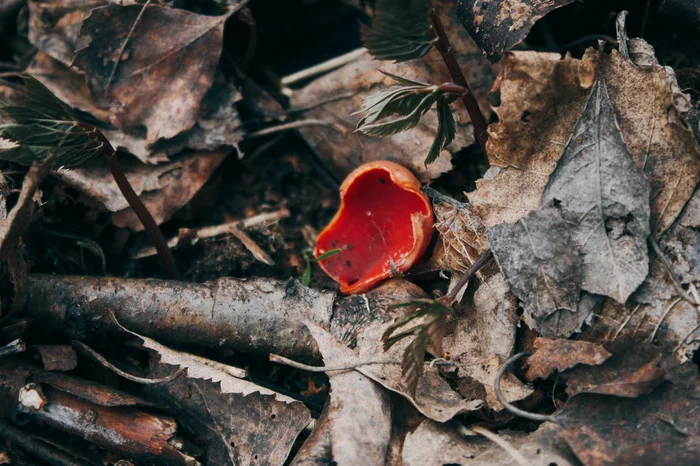 Walks of the Forest Witch - My, Forest, Nature, Frogs, Mushrooms, Rose hip, atmospheric place, Dusk, Canon 500D, Longpost