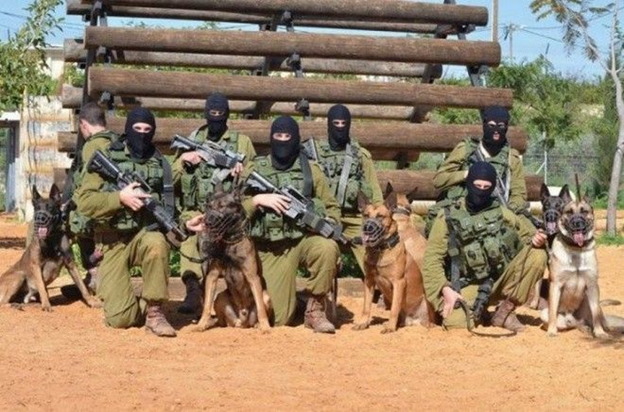 Israeli special forces war dogs - Special Forces, Israel, Dog, Service dogs, Tsakhal, Longpost