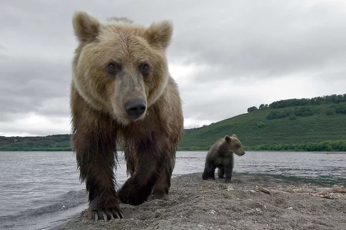 With the best mom in the world... - Bear, Wild animals, Motherhood, wildlife, Brown bears, Symbol of Russia, Upbringing, Walk, The Bears, Symbols and symbols