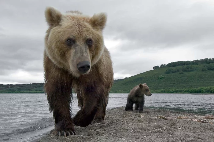 With the best mother in the world... - The Bears, Wild animals, Motherhood, wildlife, Brown bears, Symbols and symbols, Upbringing, Walk