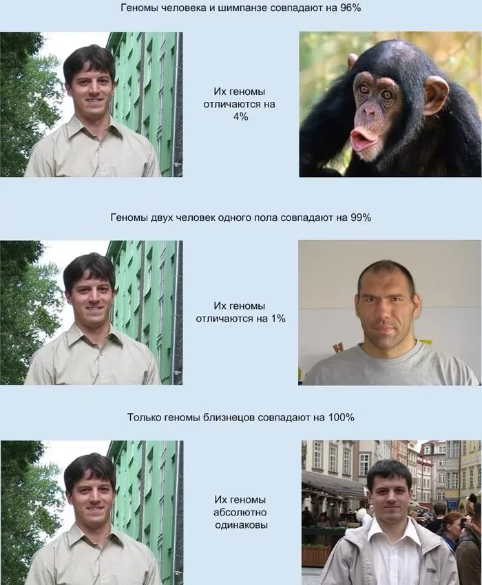 And we are also 90% similar to rats) - Chimpanzee, Genes, Valuev