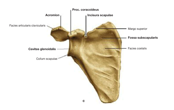 Skeleton of the upper limb. Shoulder girdle. Spatula - Anatomy, Blades, Longpost