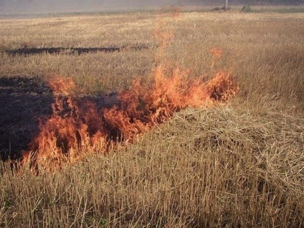 Don't burn dry grass in the fields! - Important, wildlife, Animals, Rabbit, Danger, Longpost