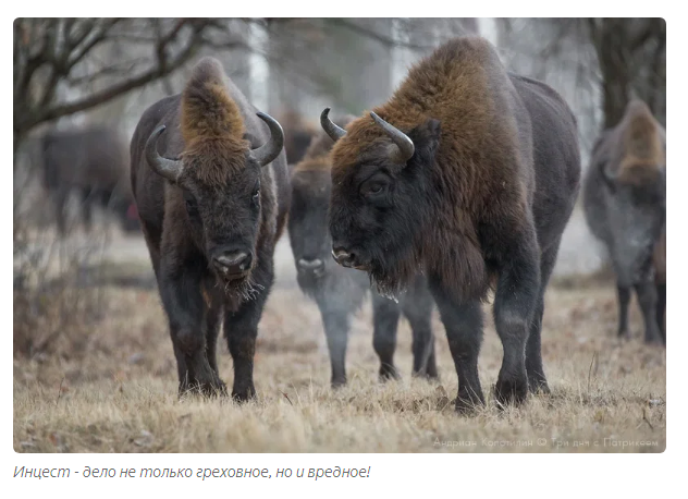 Bison and Bison: A story about death, resurrection and a bottle - Bison, Buffalo, Animal book, Yandex Zen, Longpost, Animals