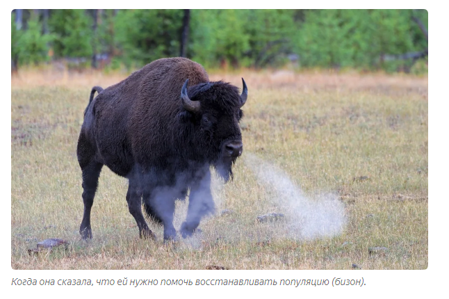 Bison and Bison: A story about death, resurrection and a bottle - Bison, Buffalo, Animal book, Yandex Zen, Longpost, Animals