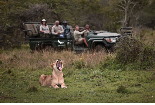 Five star luxury in the middle of the African jungle - My, Africa, South Africa, Safari, 5 stars, Video, Longpost