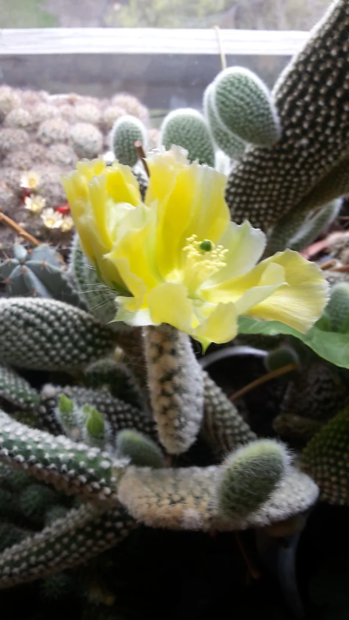 Prickly pear - My, Flowers, Houseplants, Cactus, Opuntia, Bloom, Longpost