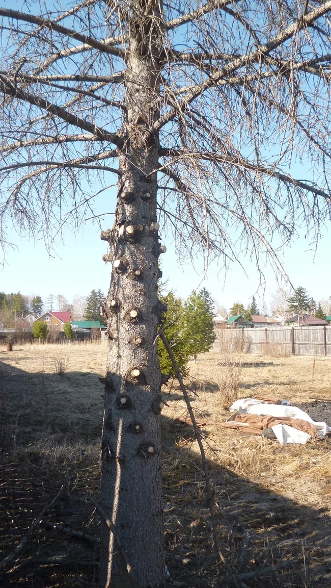 Самоизоляция принесла пользу, нашли дрова на участке - Моё, Свой дом, Загородный дом, Строительство дома, Самоизоляция, Длиннопост