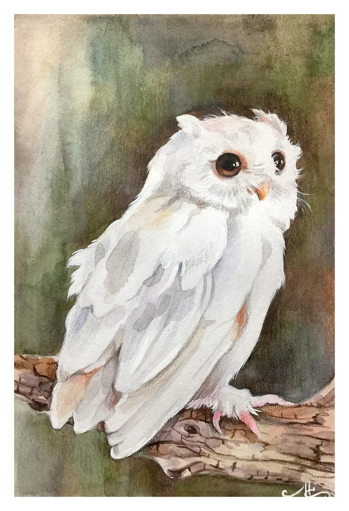 Polar owl (mixed media) - My, Creation, Watercolor pencils, Drawing, Okta23, Mixed media, Birds, Polar owl