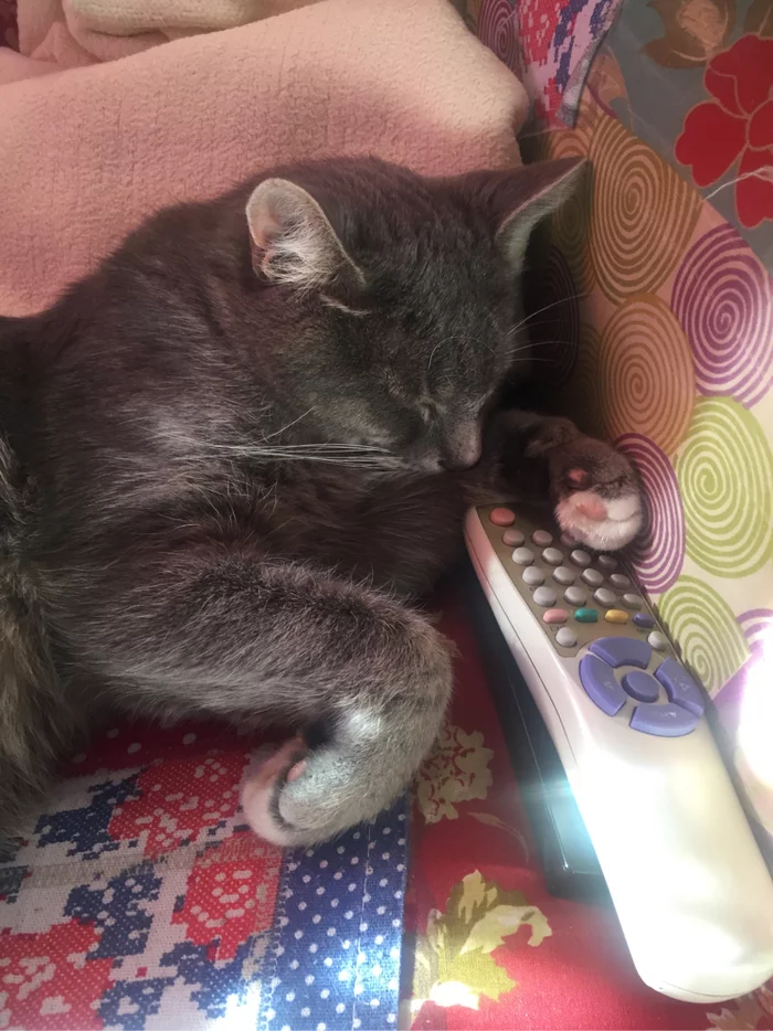 Whoever has the TV remote control is the master of the house - My, cat, The photo, Humor, Interesting, Love, beauty