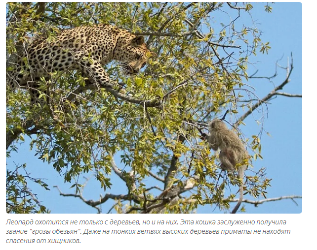 Leopard: For the Airborne Forces! Invisible Cat Deadly Attack Tactics - Leopard, Animal book, Yandex Zen, Longpost, Cat family, Big cats, Animals