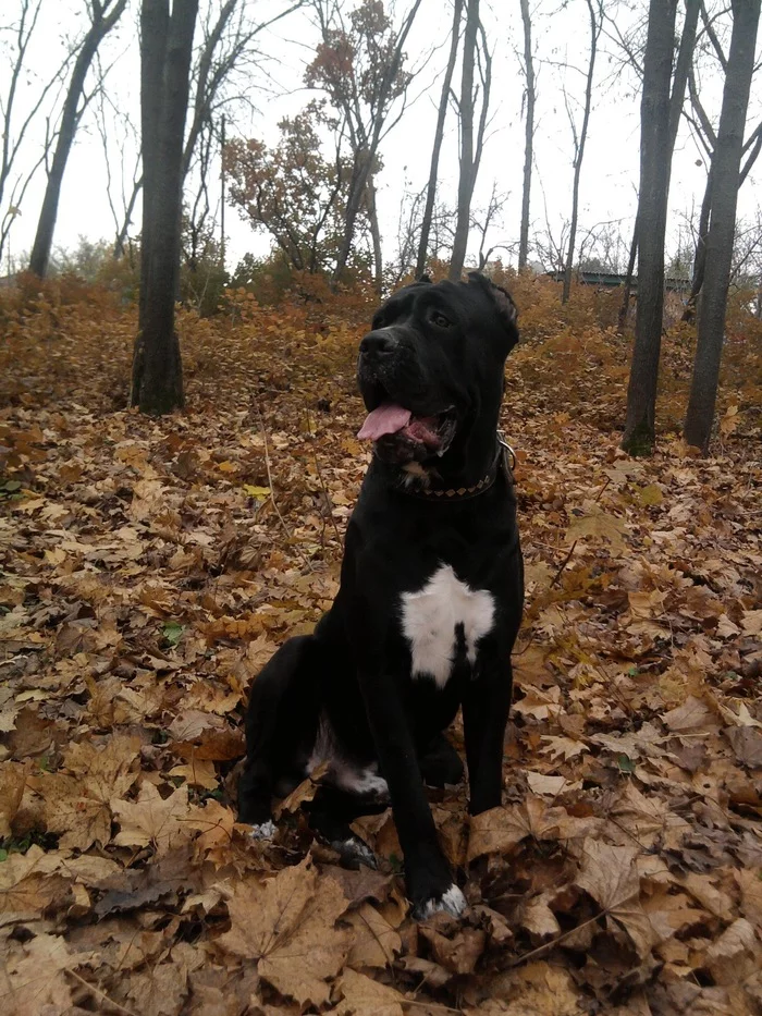 It was and became - My, It Was-It Was, Cane Corso, Dog, Pets, Longpost