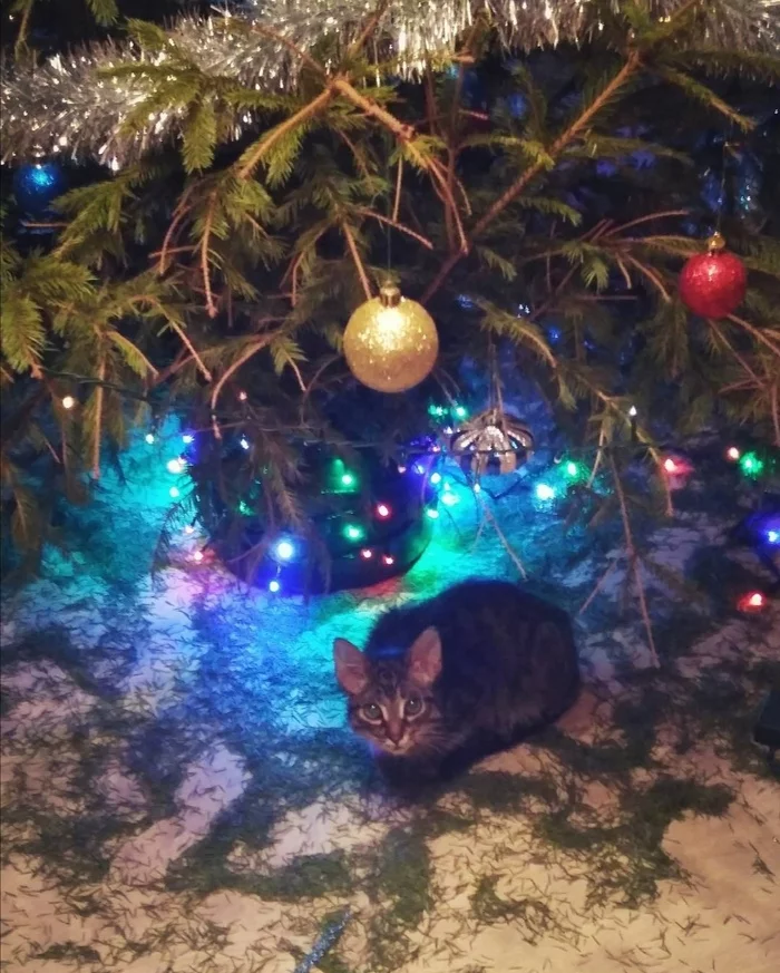 Was/became - My, cat, It Was-It Was, Increased, Christmas tree, Longpost