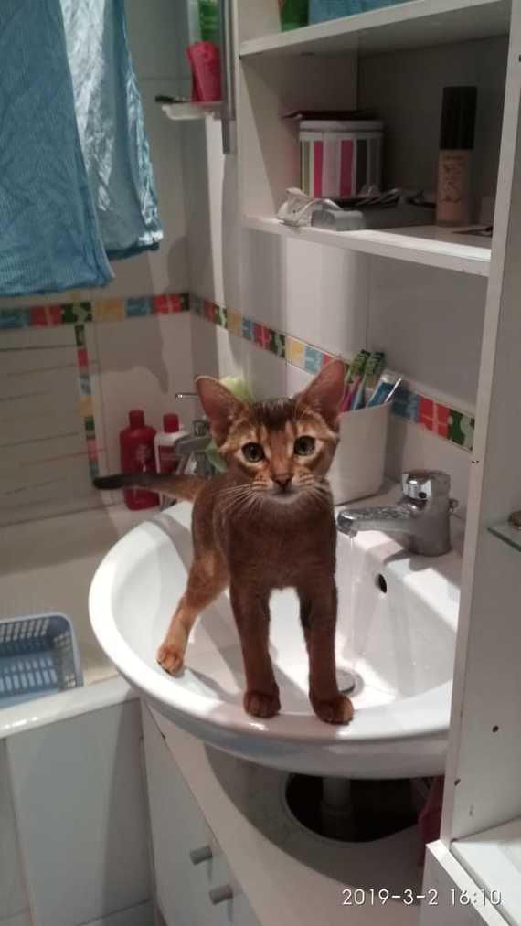 It was - it became - My, cat, Abyssinian cat, It Was-It Was, Longpost