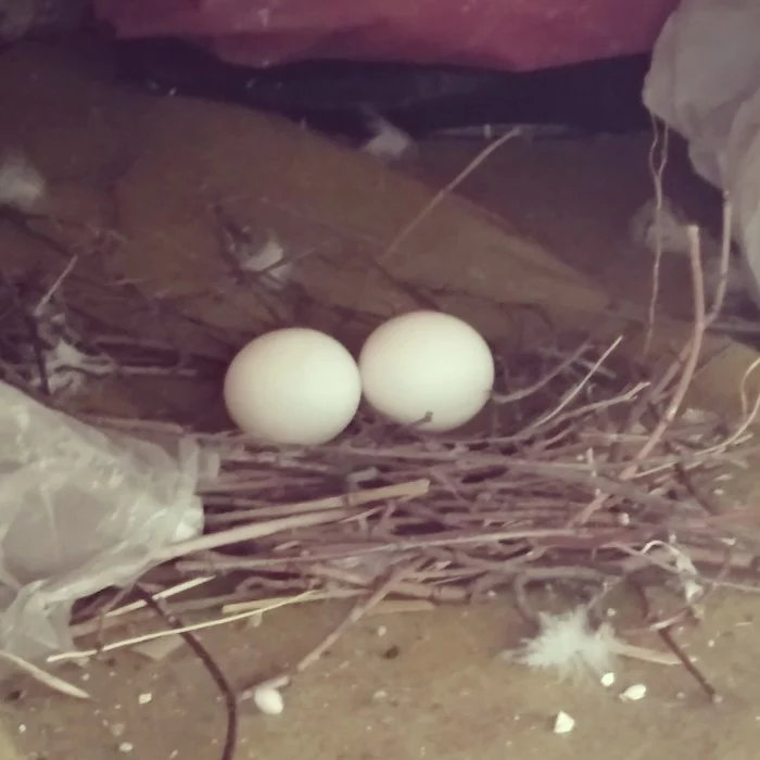 Dovecote at home - My, Pigeon, Balcony, Nest, Chicks of pigeons, Longpost