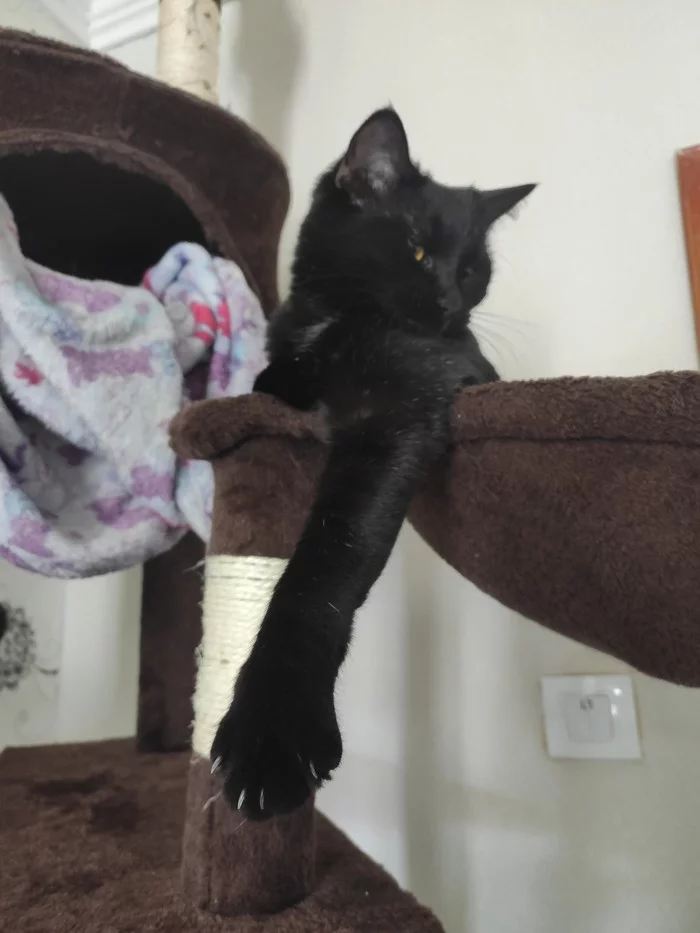 Sign up for nails - My, cat, House, Longpost