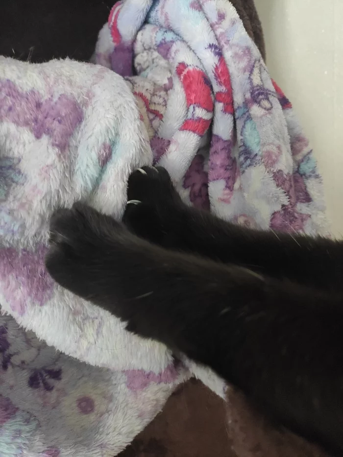 Sign up for nails - My, cat, House, Longpost