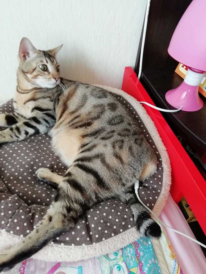 The main thing is to recharge on time - My, Charger, Bengal cat, cat