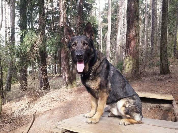 How to recognize a Real German Shepherd - My, Humor, Service dogs, German Shepherd, Longpost