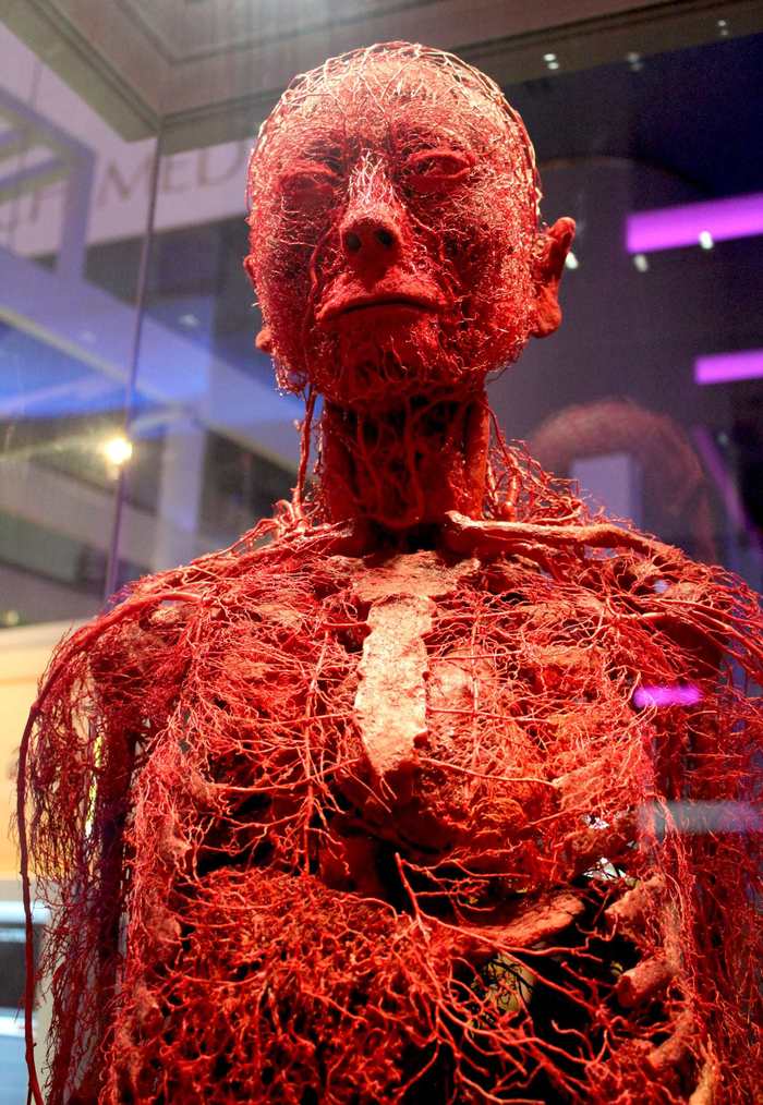 Human circulatory system - Person, Body, Blood, Circulatory system, Clearly
