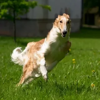 Russian greyhound - My, Russian Greyhound, Childhood of the 90s, Dog, Steel Rat, Real life story, Humor, Sad humor