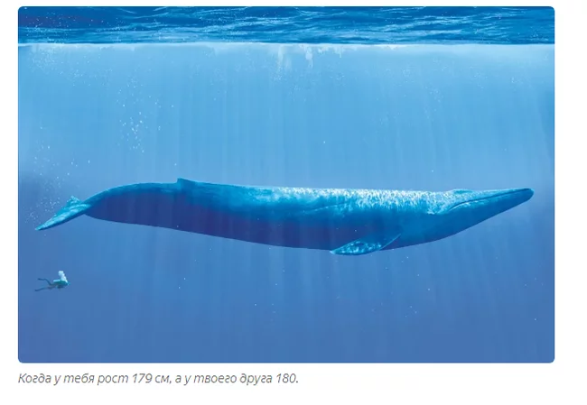 Why do the largest animals on the planet eat the smallest animals on the planet? - Blue whale, Animal book, Yandex Zen, Longpost, Whale, Cetaceans, Nutrition, Animals