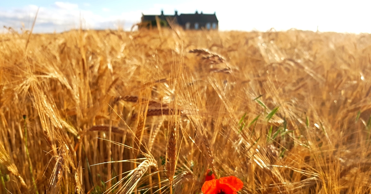 Golden fields